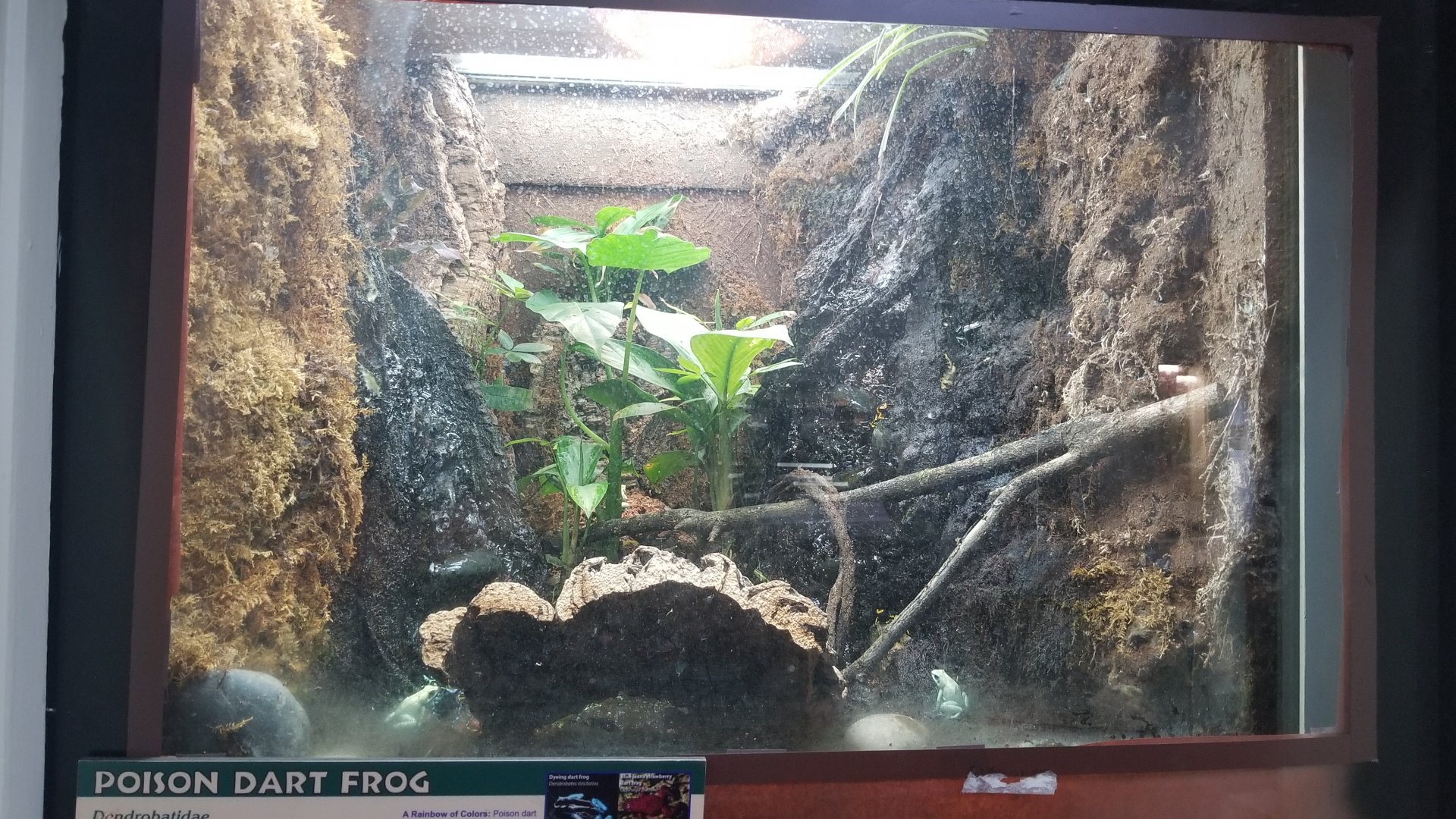 Jun. 2018 - Reptile House - Poison Dart Frog Exhibit