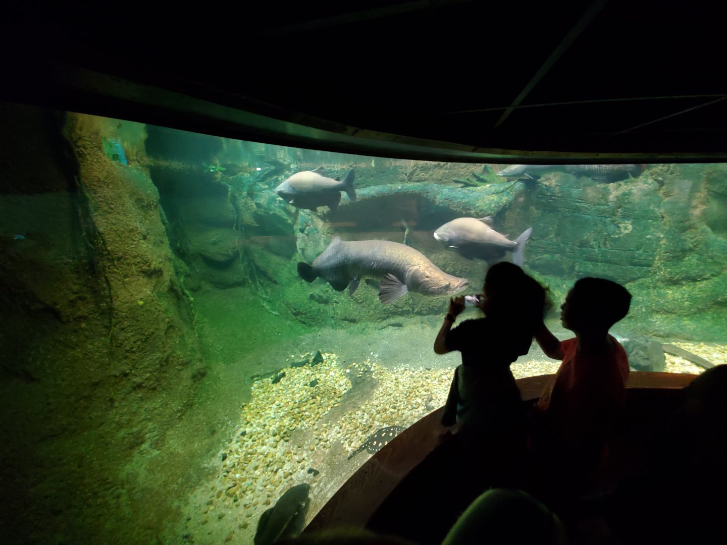 Jun. 2019 - Amazonia - Arapaima/Others Tank