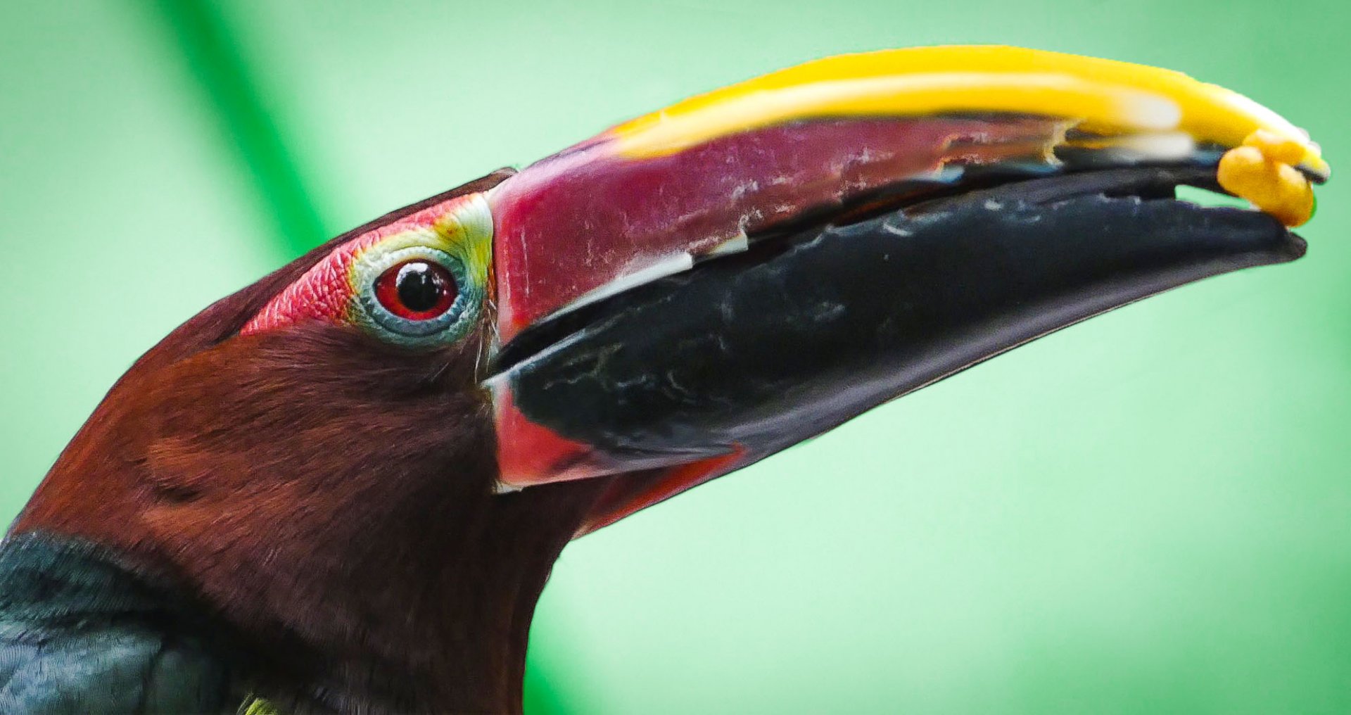 Jun. 2019 - Amazonia - Green Aracari