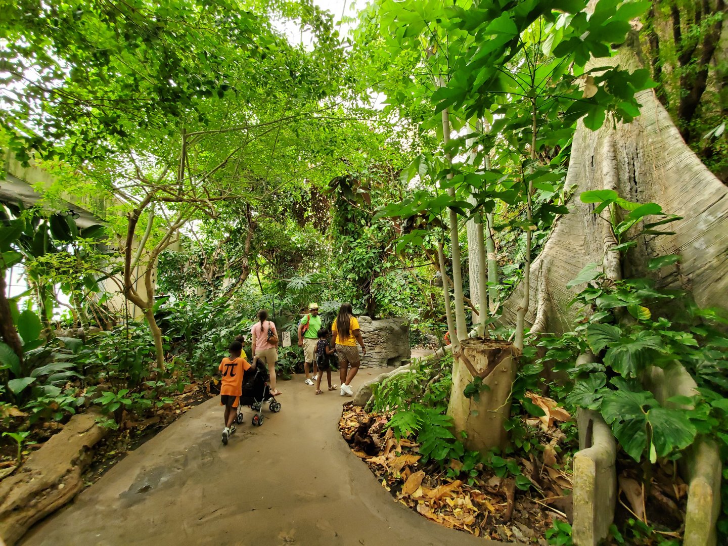 Jun. 2019 - Amazonia - Upper Rainforest