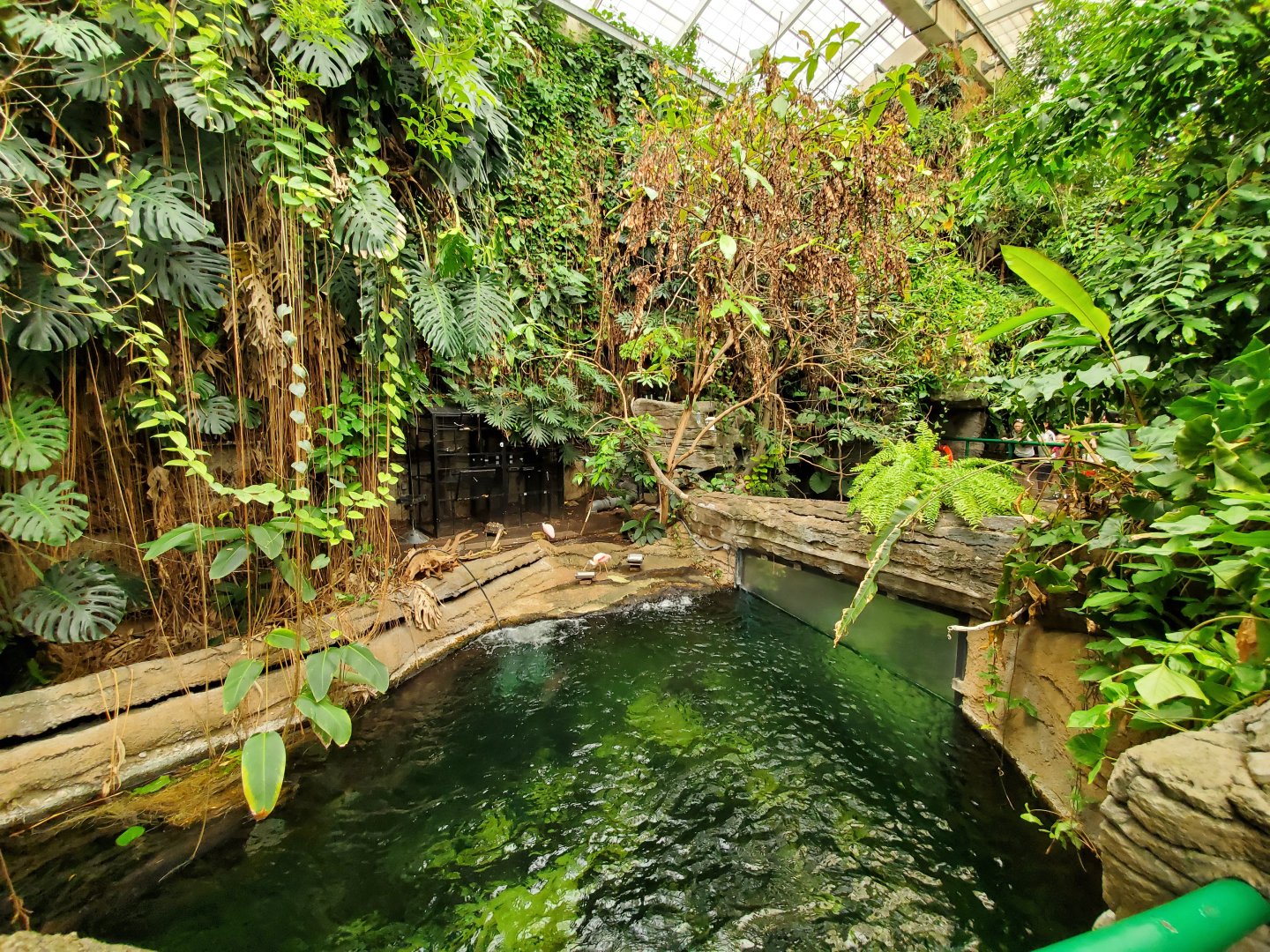 Jun. 2019 - Amazonia - Upper Rainforest