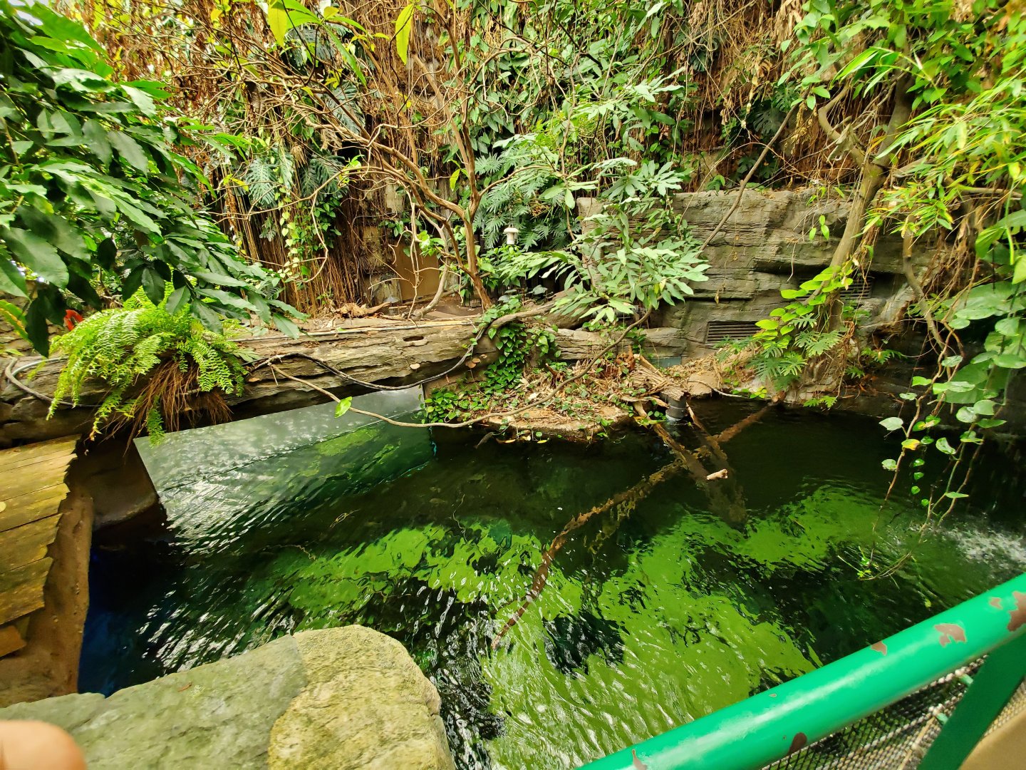 Jun. 2019 - Amazonia - Upper Rainforest