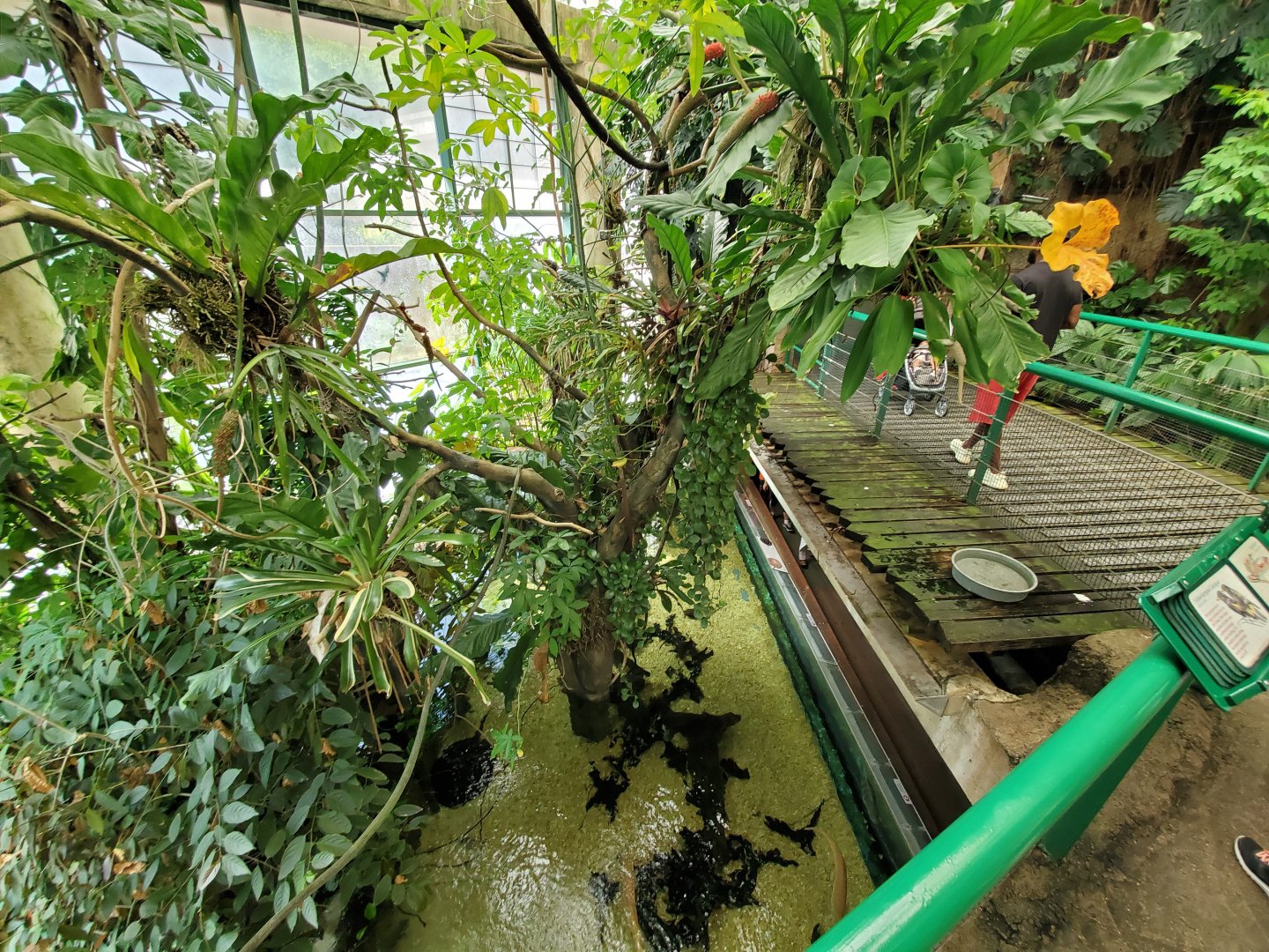 Jun. 2019 - Amazonia - Upper Rainforest