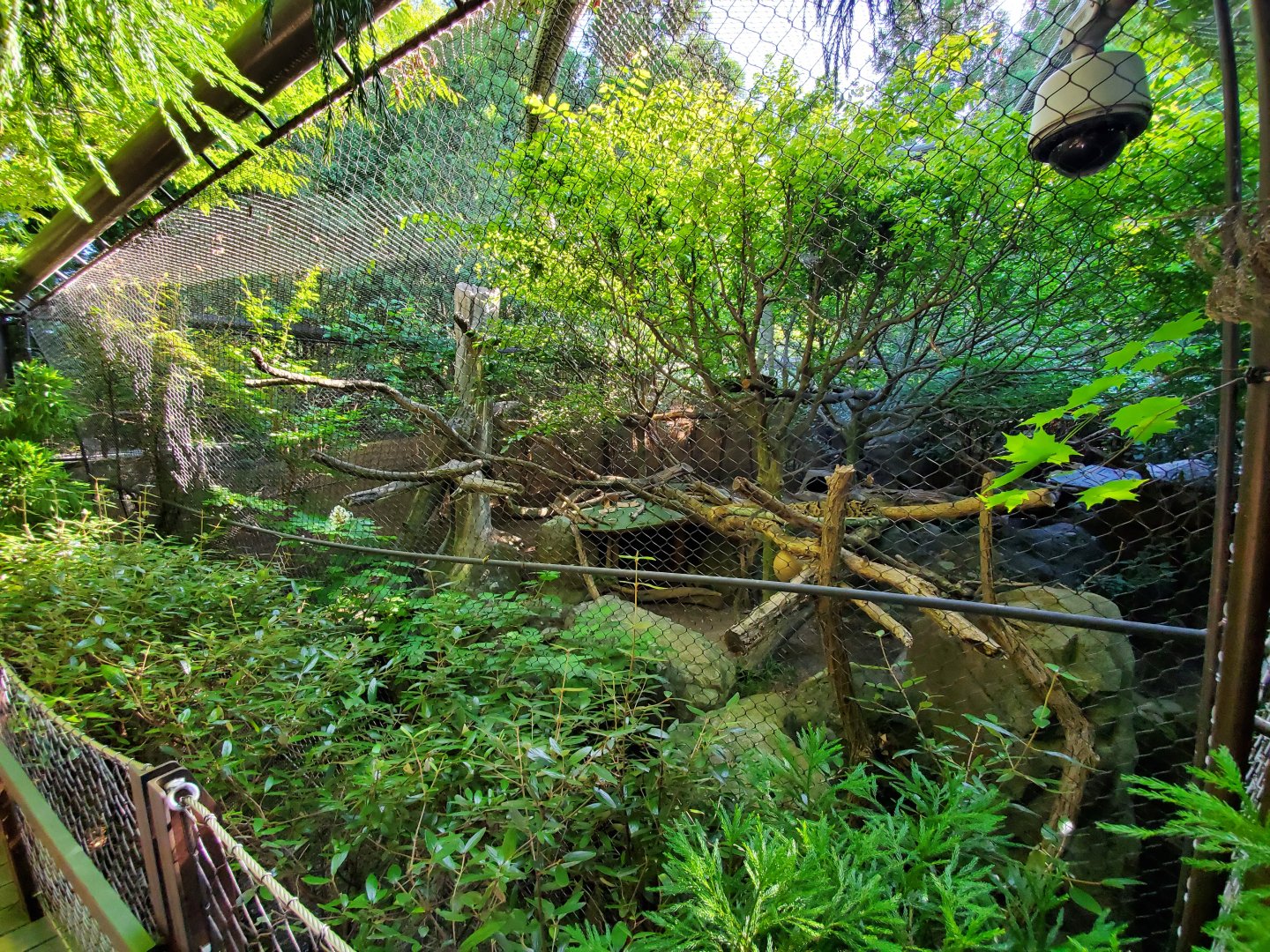 Jun. 2019 - Asia Trail - Clouded Leopard Exhibit