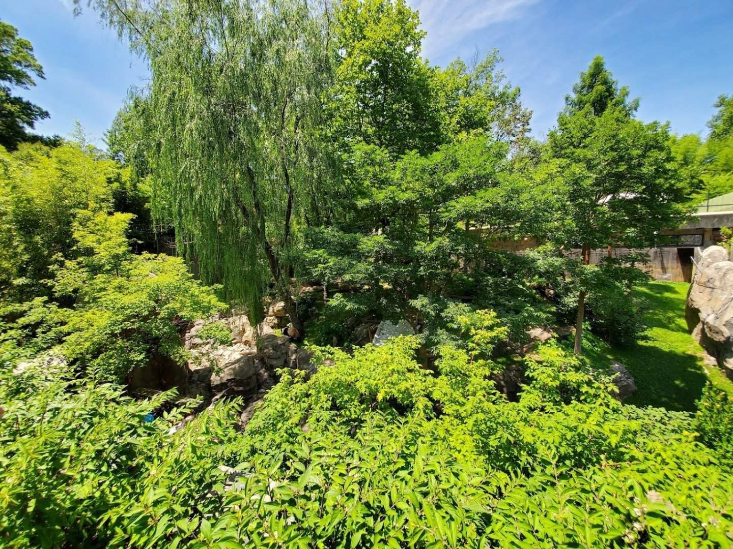 Jun. 2019 - Asia Trail - Main Giant Panda Exhibit