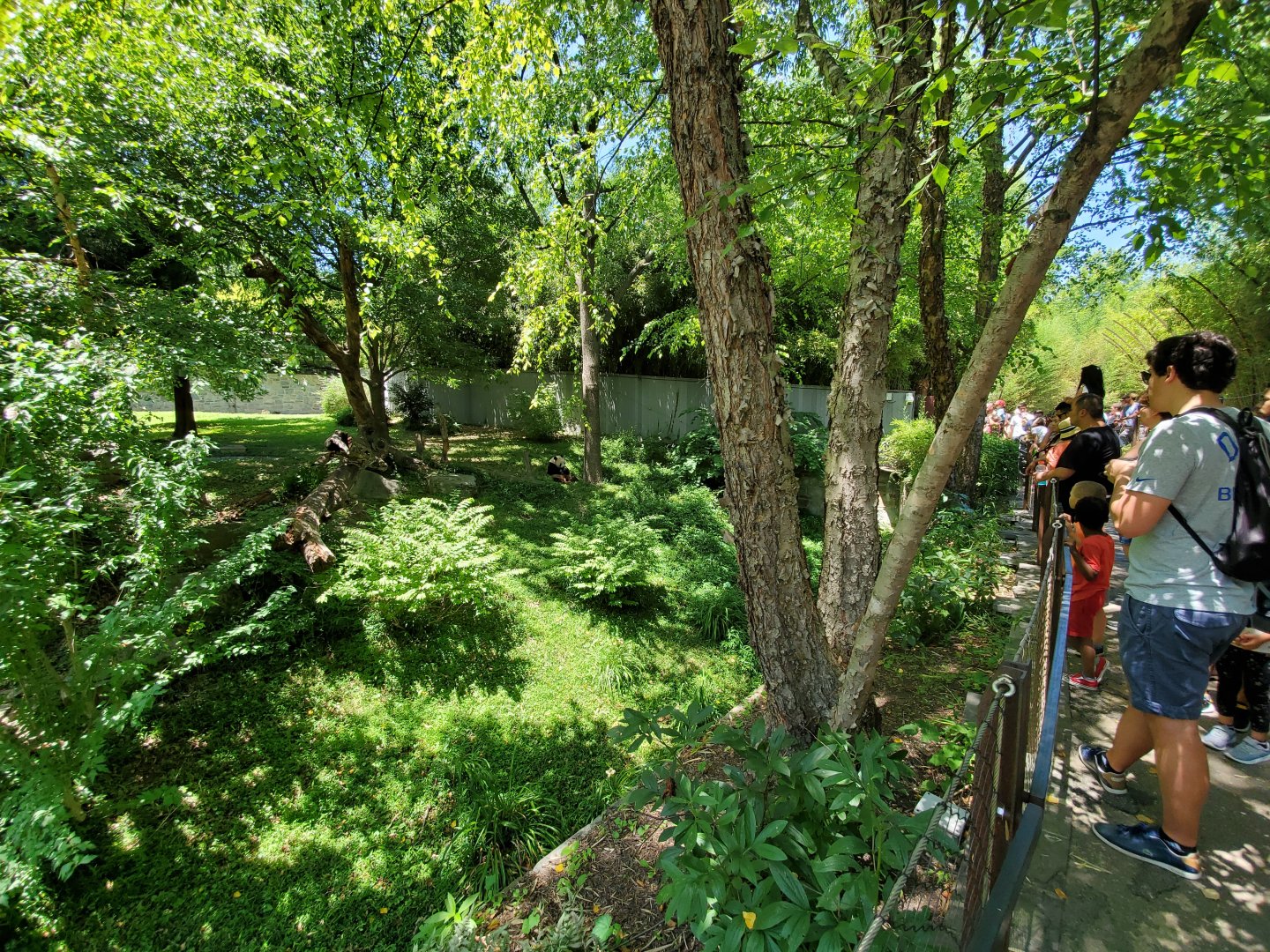 Jun. 2019 - Asia Trail - Right Giant Panda Exhibit