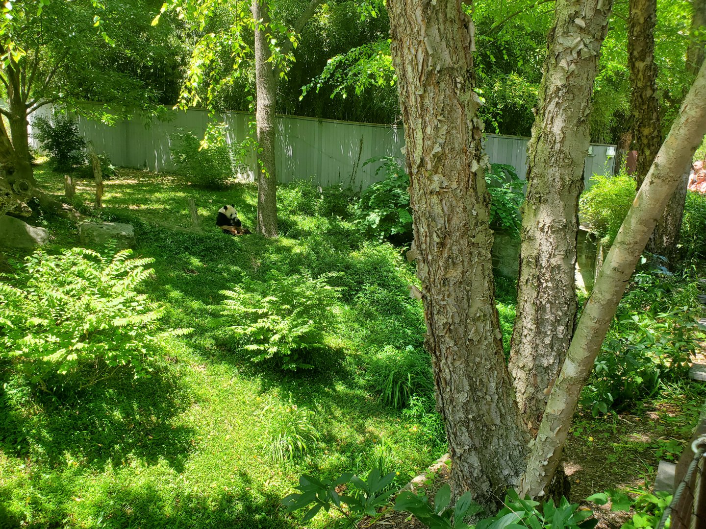 Jun. 2019 - Asia Trail - Right Giant Panda Exhibit