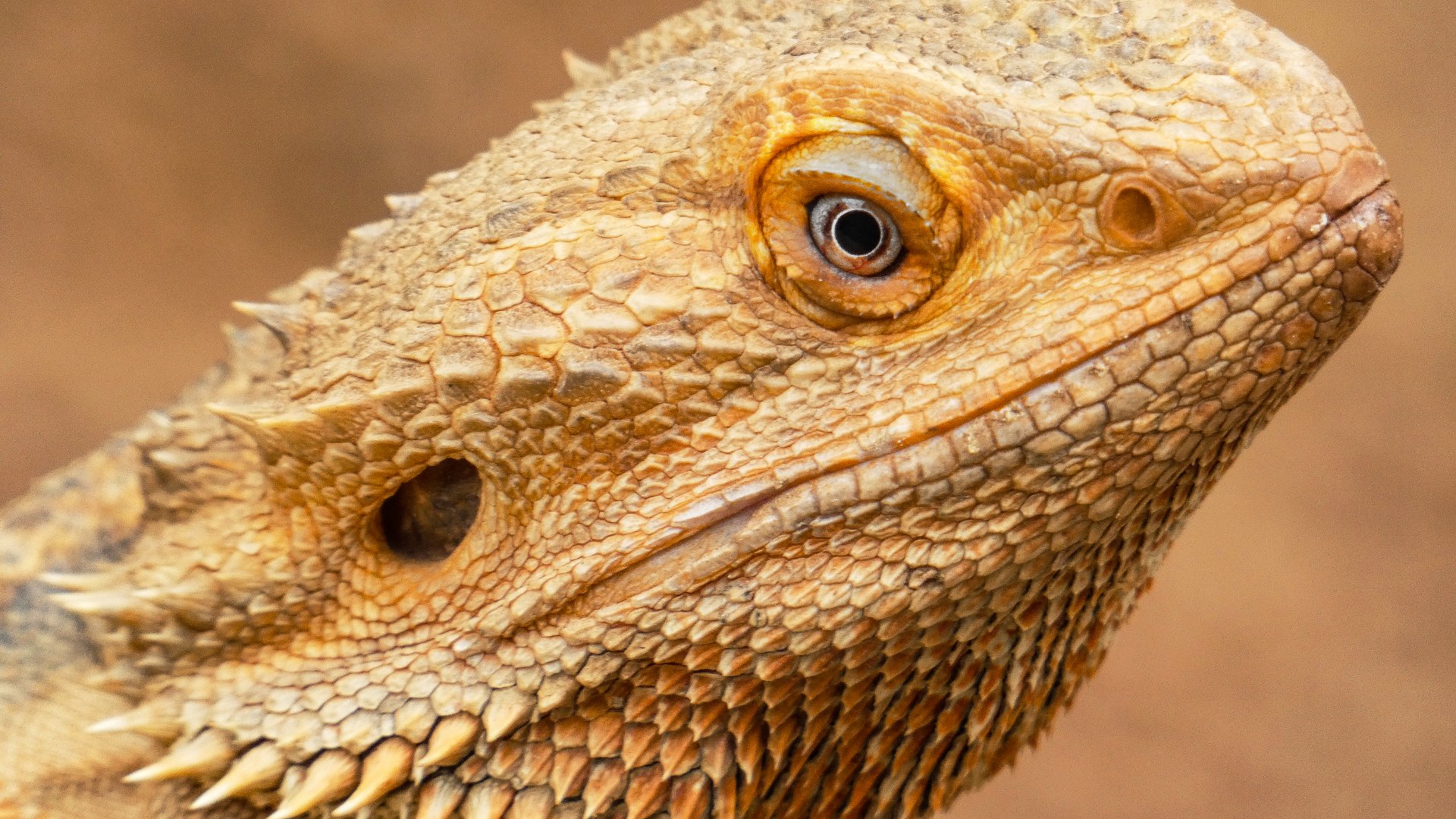 Jun. 2019 - Deserts - Bearded Dragon