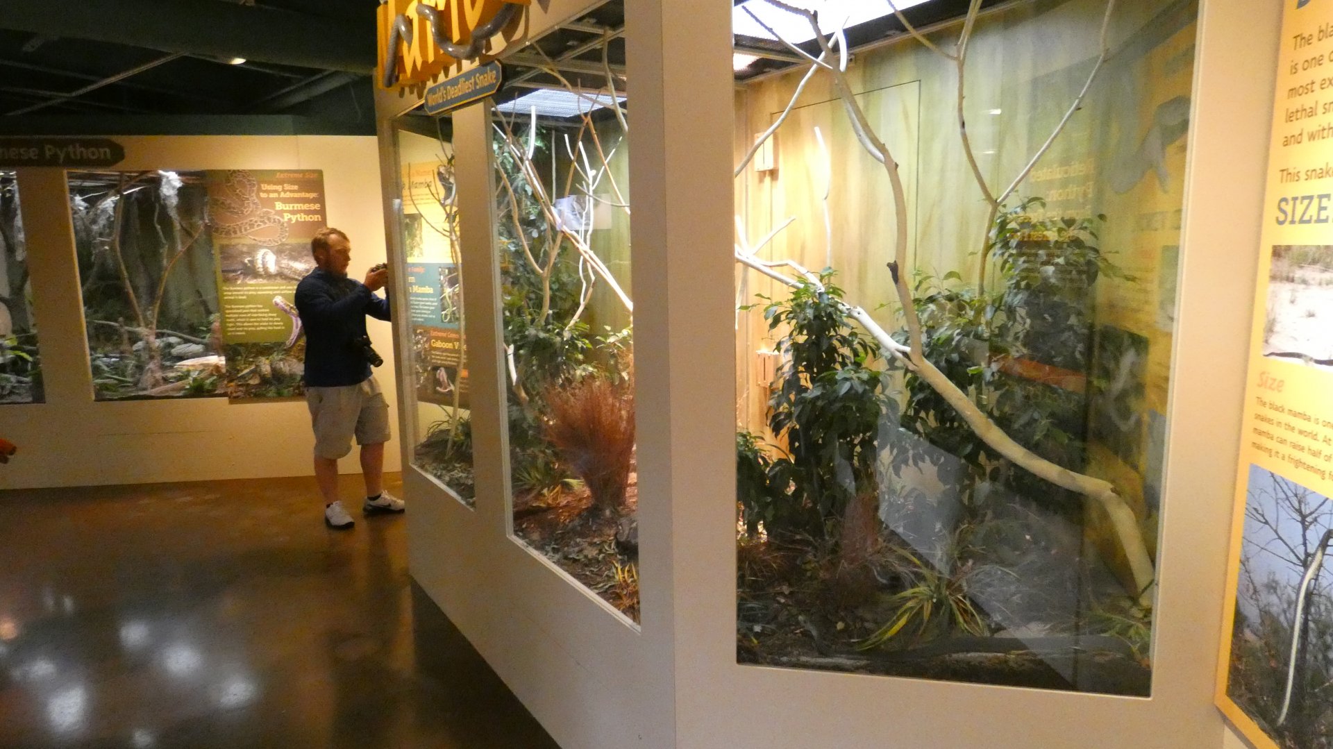 Jun. 2019 - Deserts - New! Extreme Snakes - Black + Green Mamba Exhibits