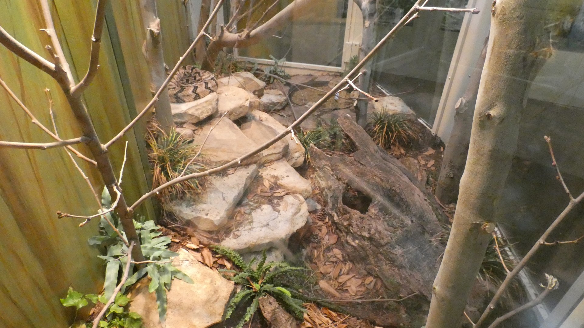 Jun. 2019 - Deserts - New! Extreme Snakes - Copperhead + Timber Rattlesnake + Cottonmouth Exhibits