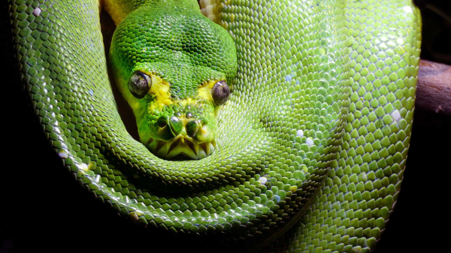 Jun. 2019 - Deserts - New! Extreme Snakes - Green Tree Python