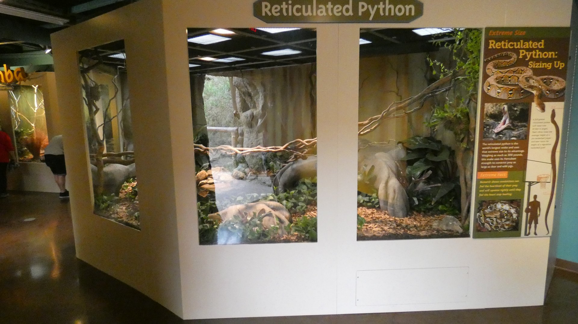 Jun. 2019 - Deserts - New! Extreme Snakes - Reticulated Python Exhibit