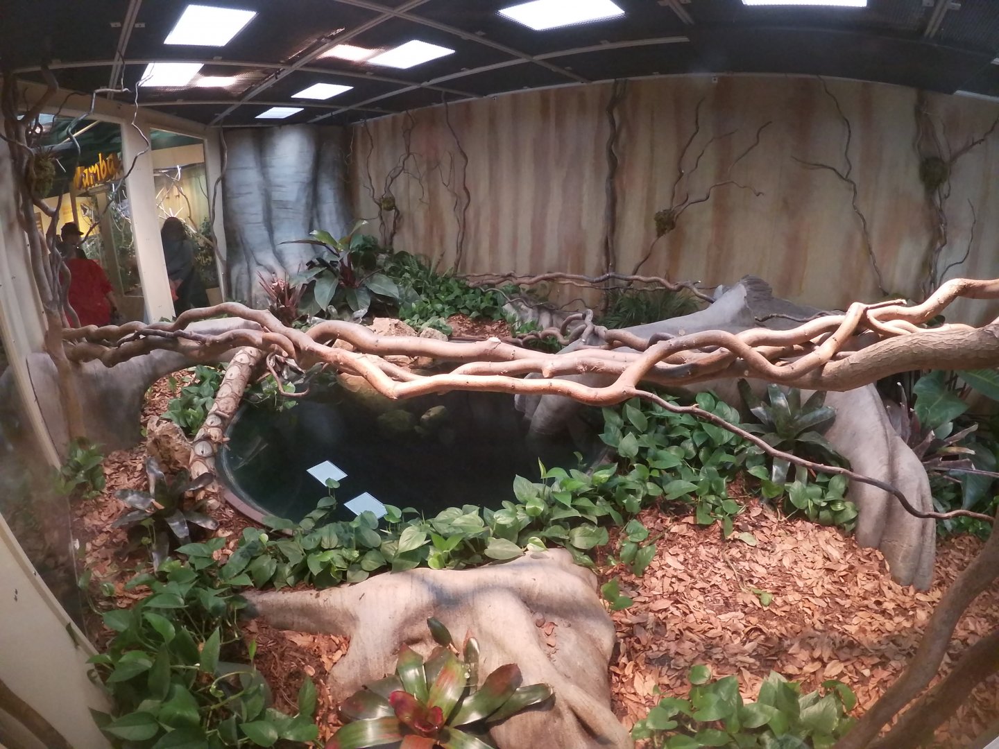 Jun. 2019 - Deserts - New! Extreme Snakes - Reticulated Python Exhibit