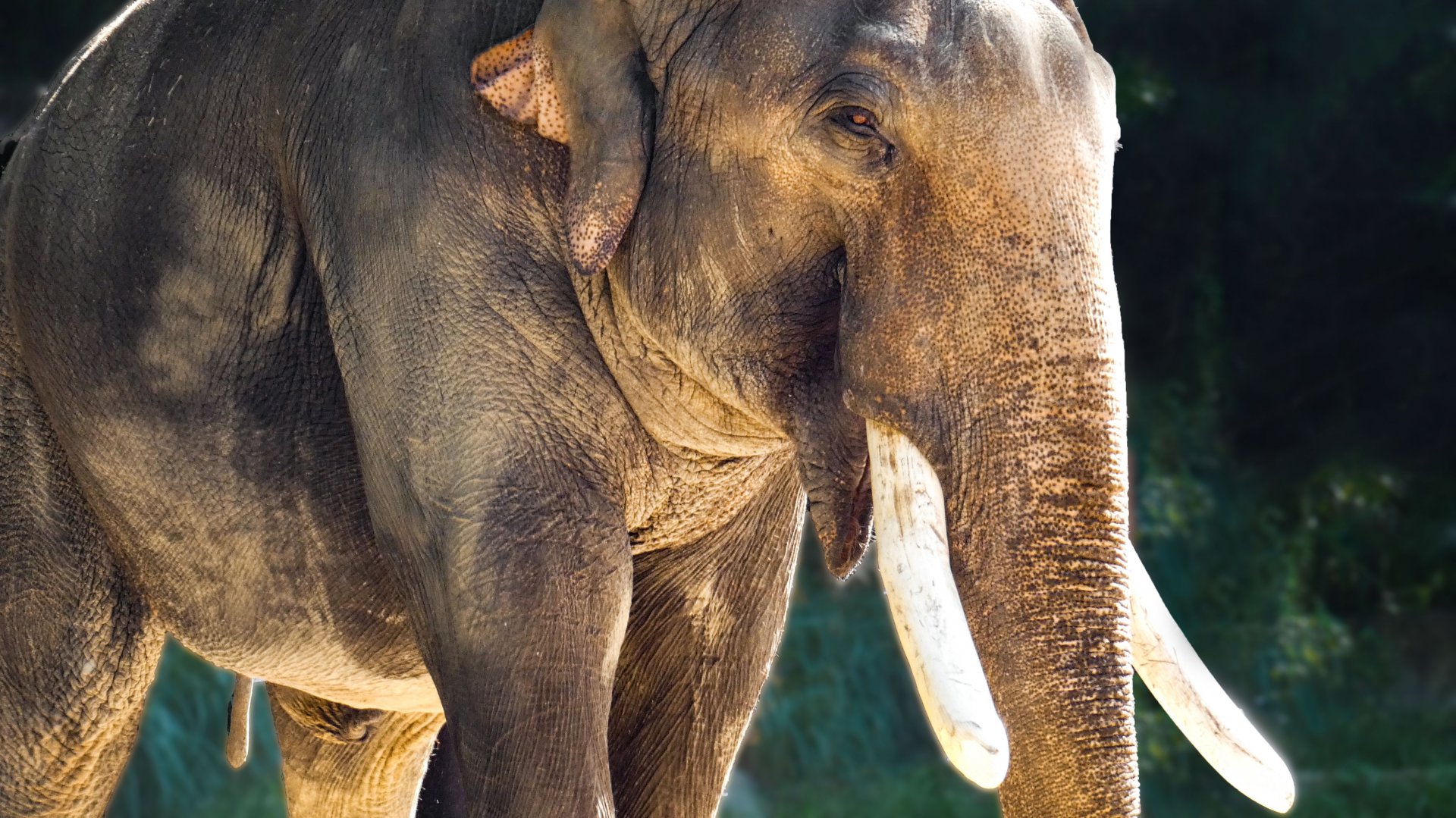 Jun. 2019 - Elephant Trails - Spike