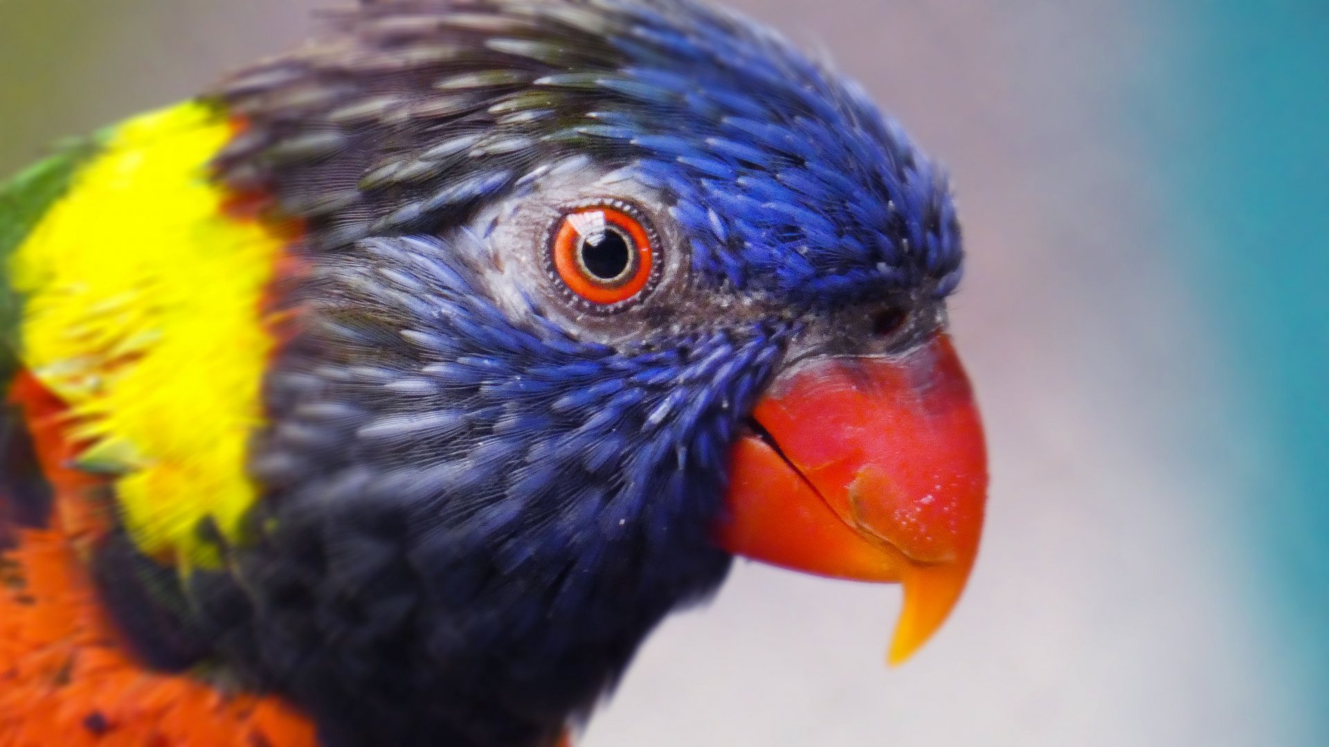Jun. 2019 - Flights of Fancy: A Brilliance of Birds - Green-naped Lorikeet