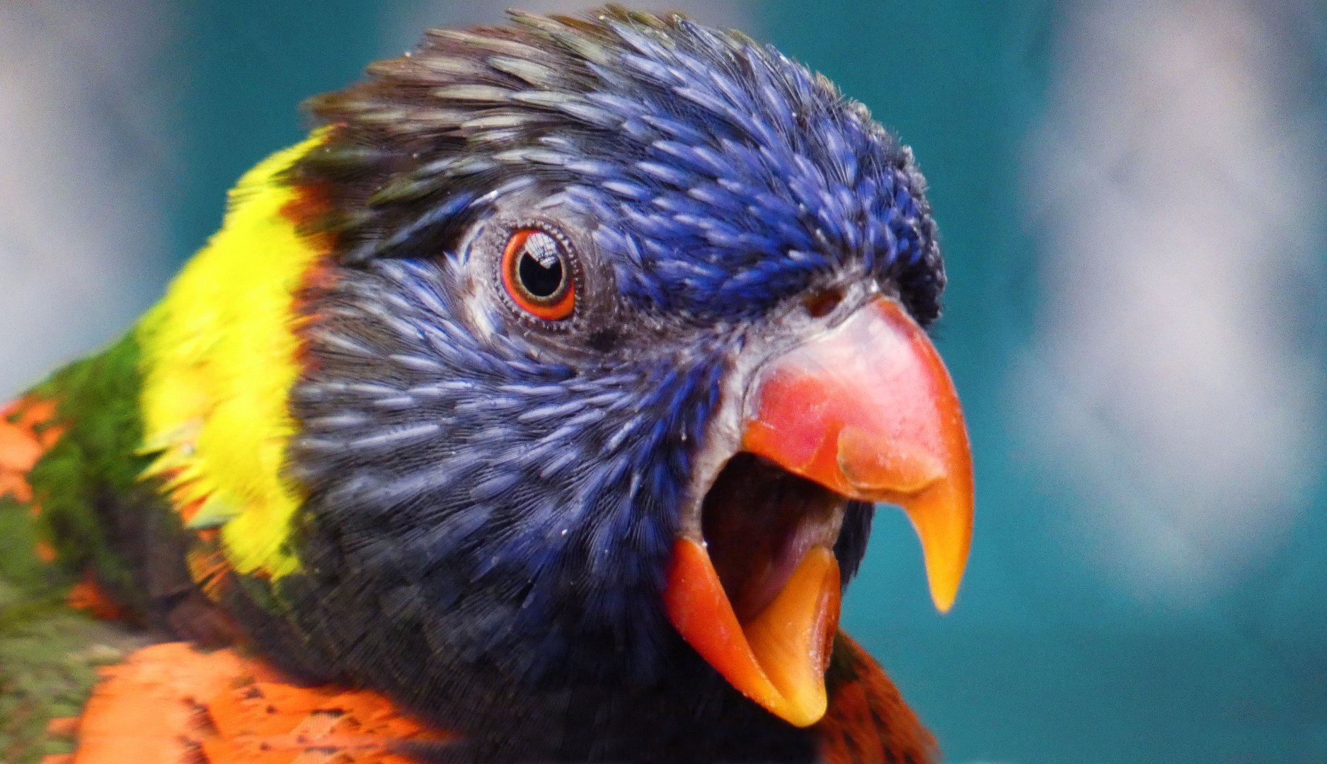 Jun. 2019 - Flights of Fancy: A Brilliance of Birds - Green-naped Lorikeet