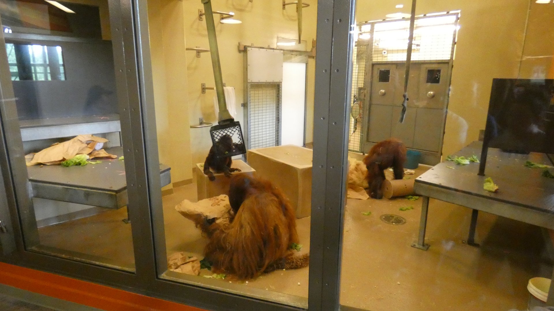 Jun. 2019 - International Orangutan Center - Lab