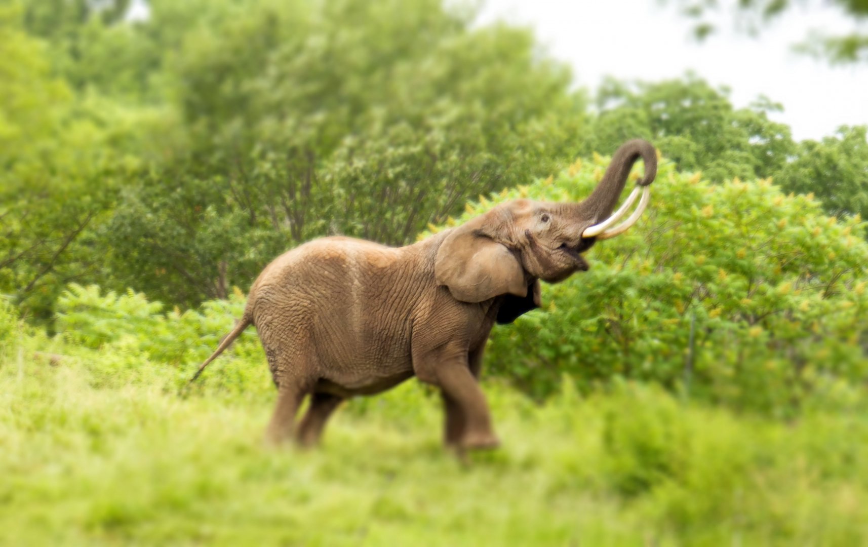 Jun. 2019 - Plains - African Bush Elephant