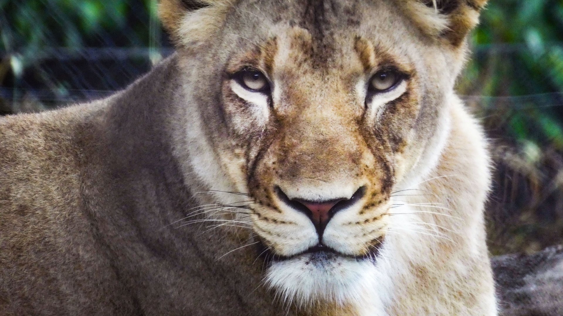 Jun. 2019 - Plains - Lioness