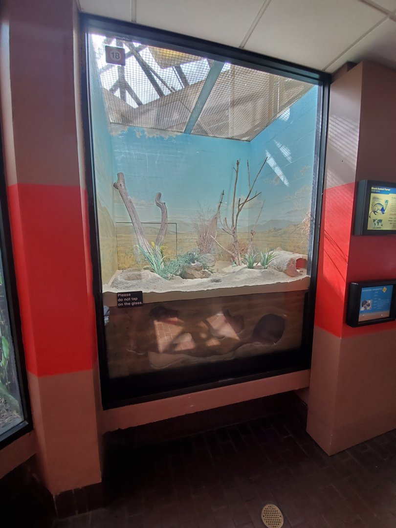 Jun. 2019 - Small Mammal House - Black-footed Ferret Exhibit