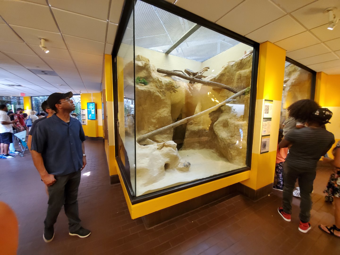 Jun. 2019 - Small Mammal House - Fennec Fox Exhibit