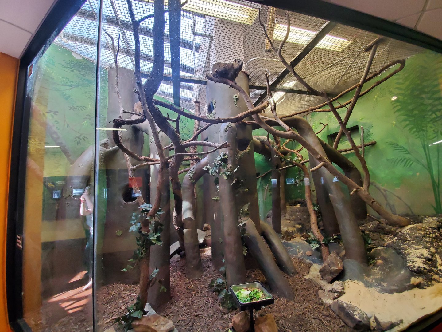 Jun. 2019 - Small Mammal House - Rock Hyrax Exhibit