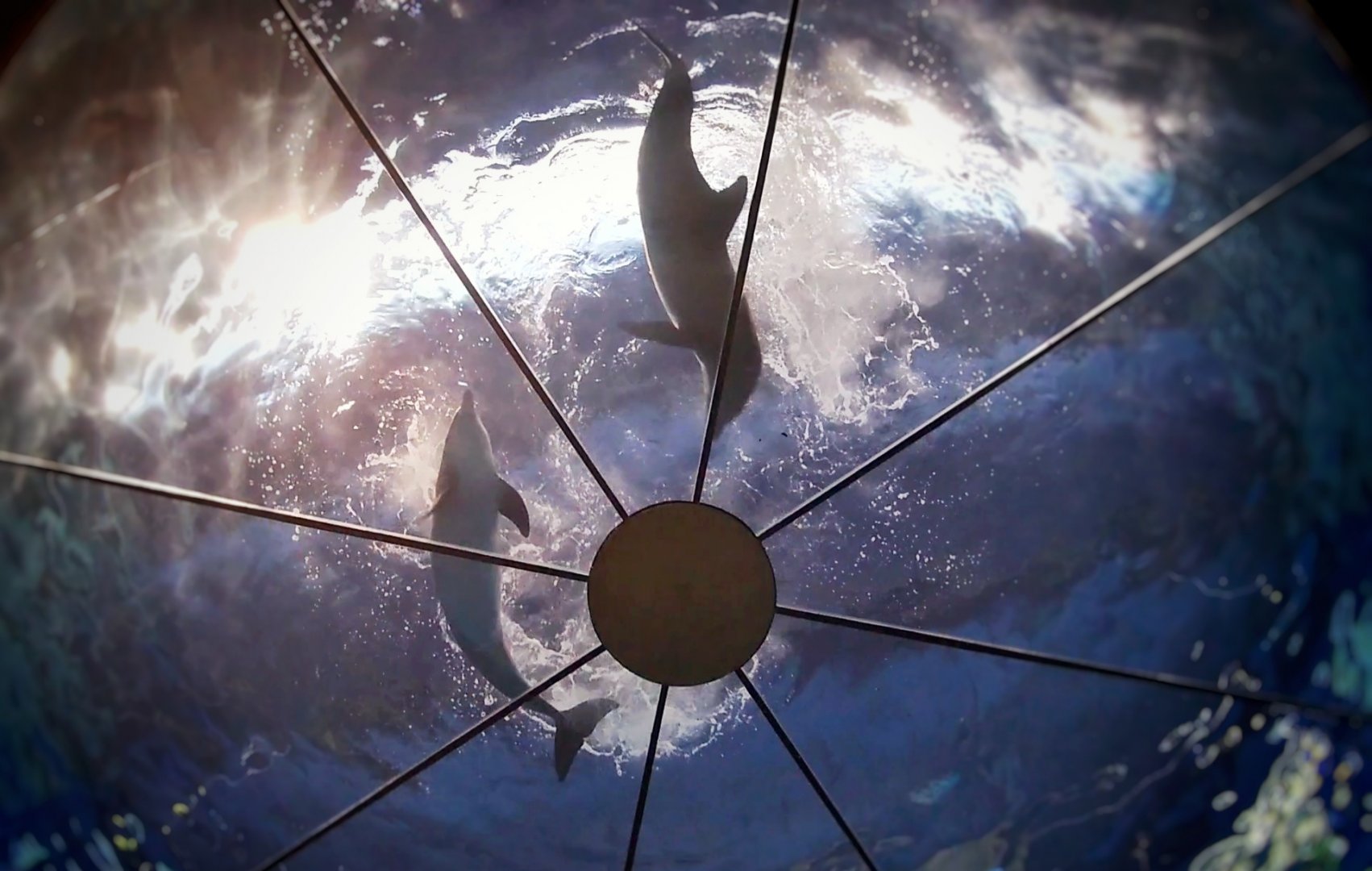 Jun. 2019 - The Dolphin Dome