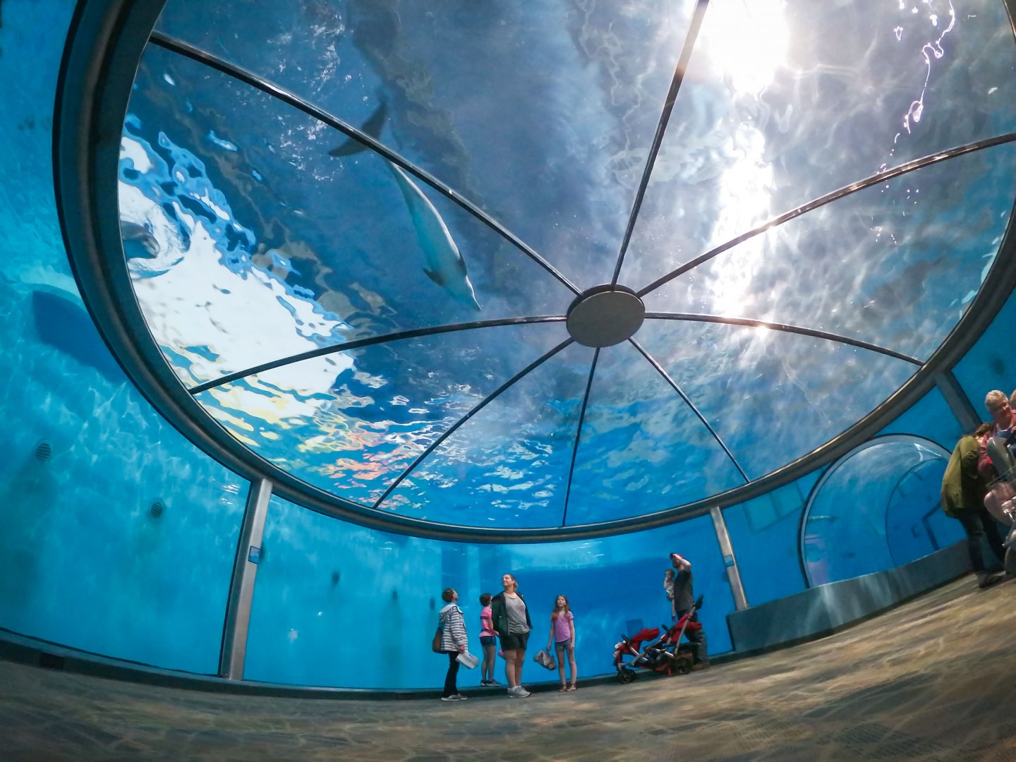 Jun. 2019 - The Dolphin Dome
