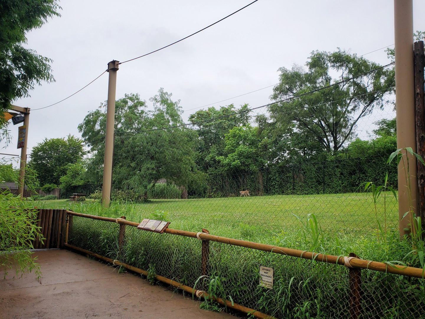 Jun. 2020 - Africa - Cheetah Encounter (335 ft Long Demonstration Yard)