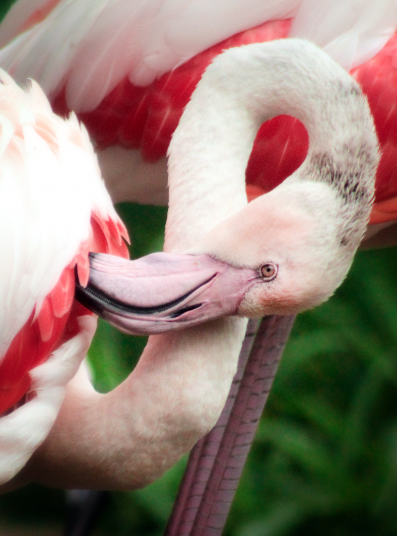 Jun. 2020 - Africa - Greater Flamingo