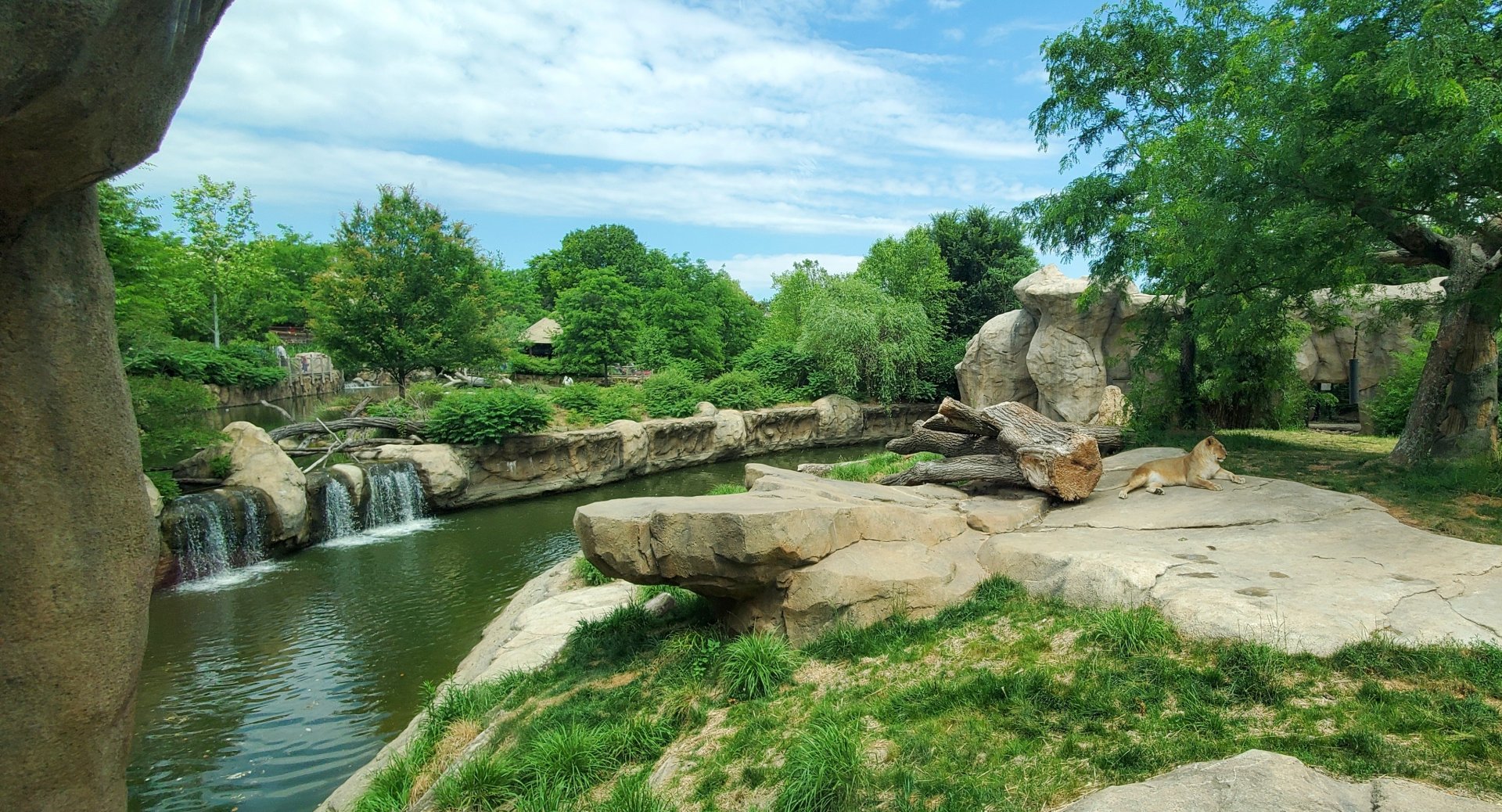 Jun. 2020 - Africa - Lion Exhibit + Plains