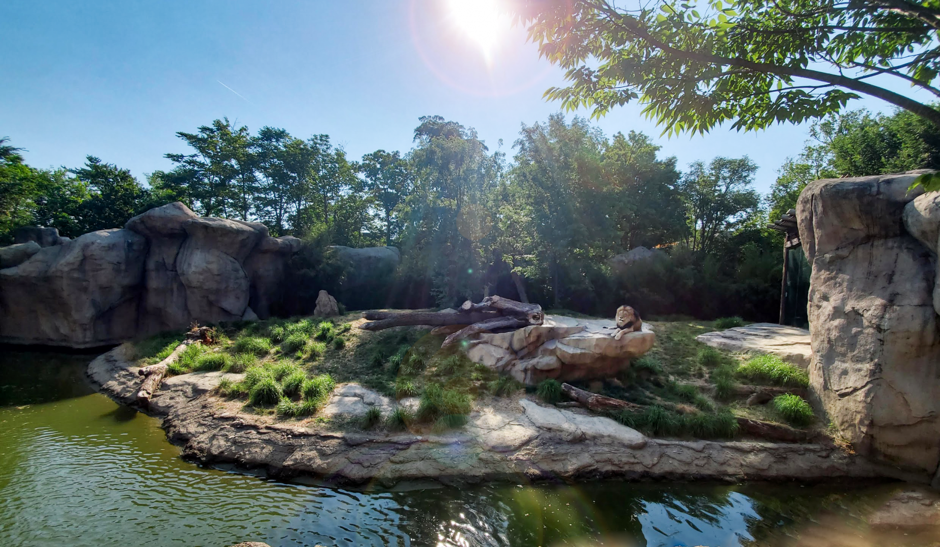 Jun. 2020 - Africa - Lion Exhibit