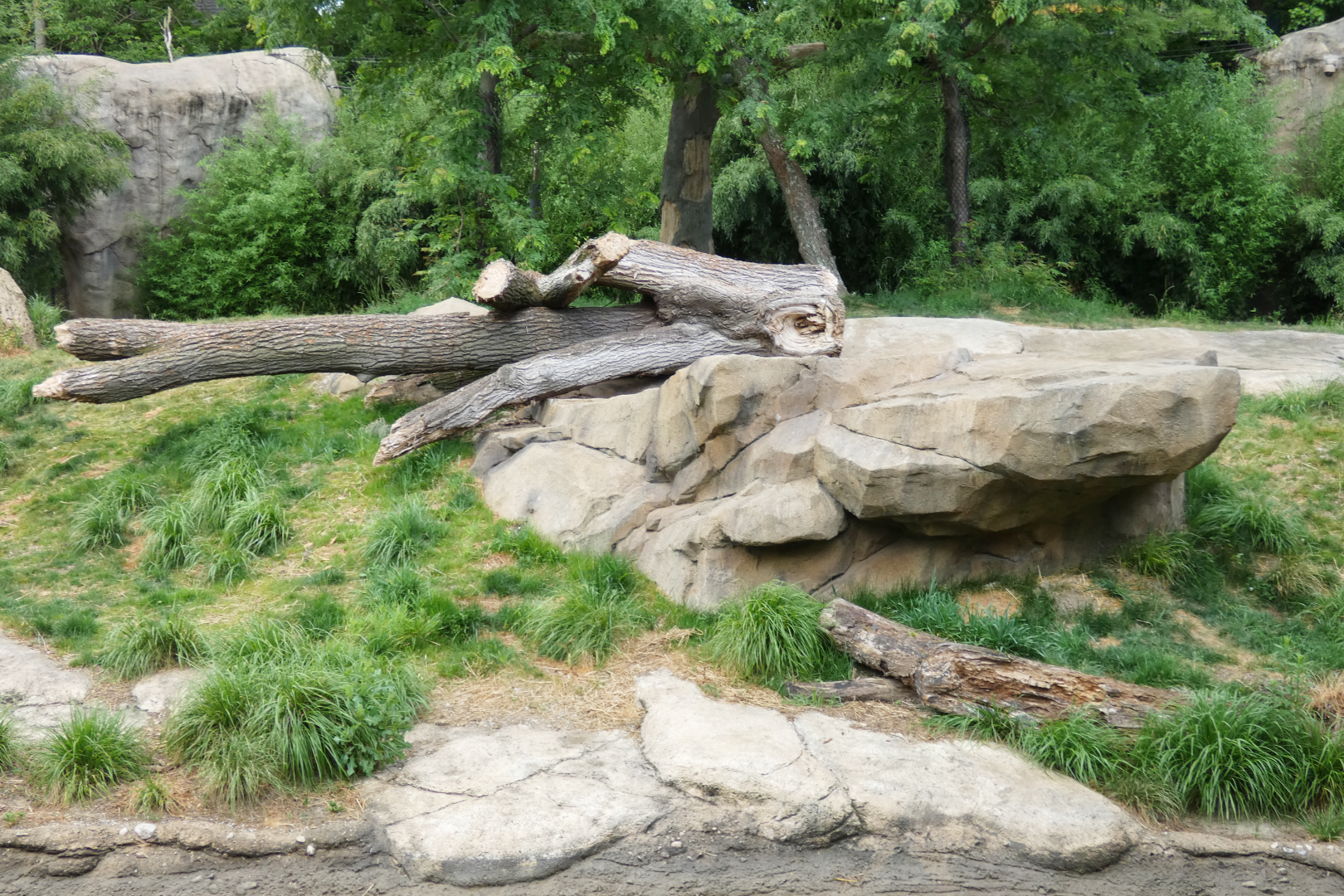 Jun. 2020 - Africa - New Rock Formation/Logs in Lion Exhibit