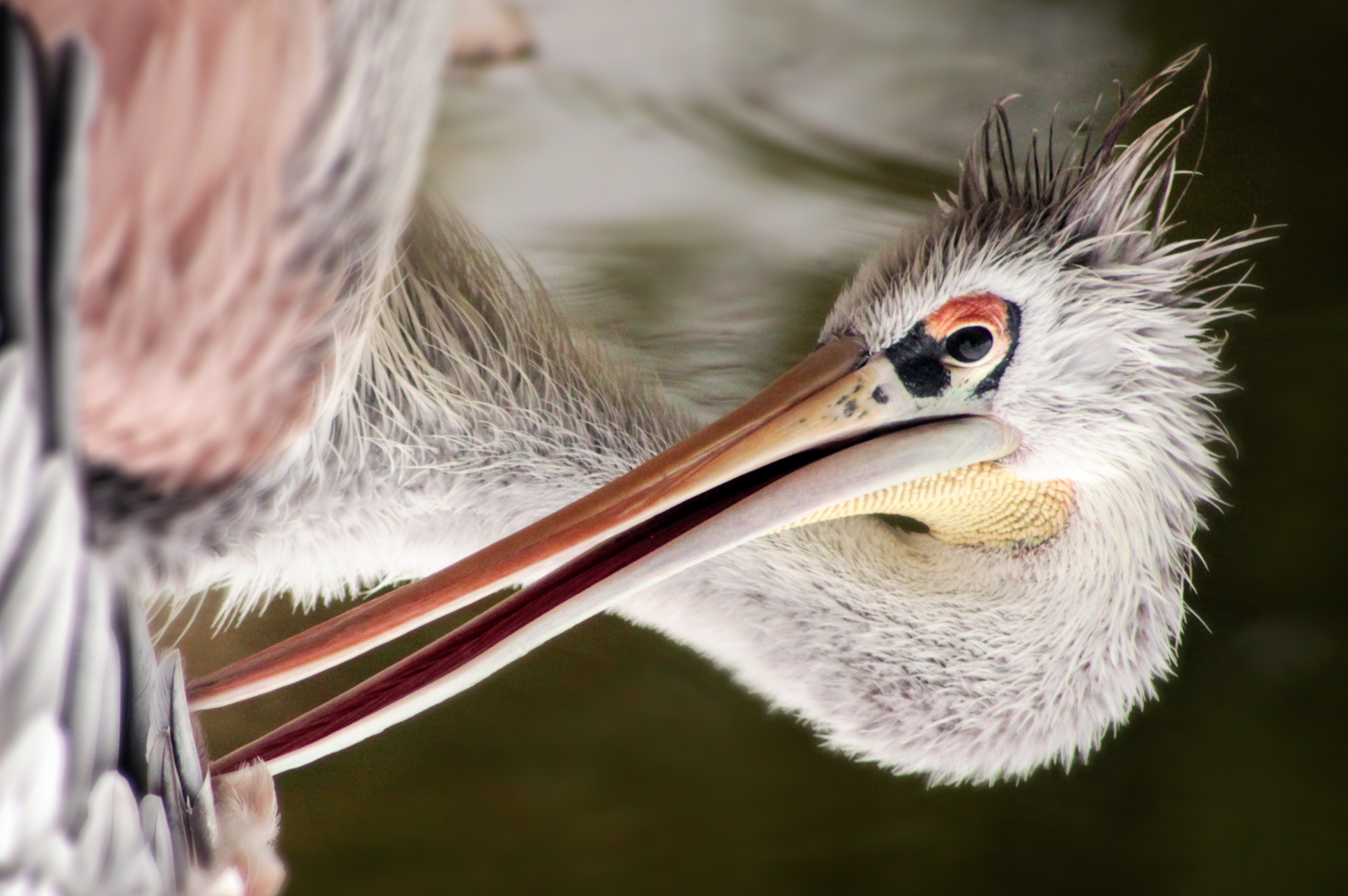 Jun. 2020 - Africa - Pink-backed Pelican