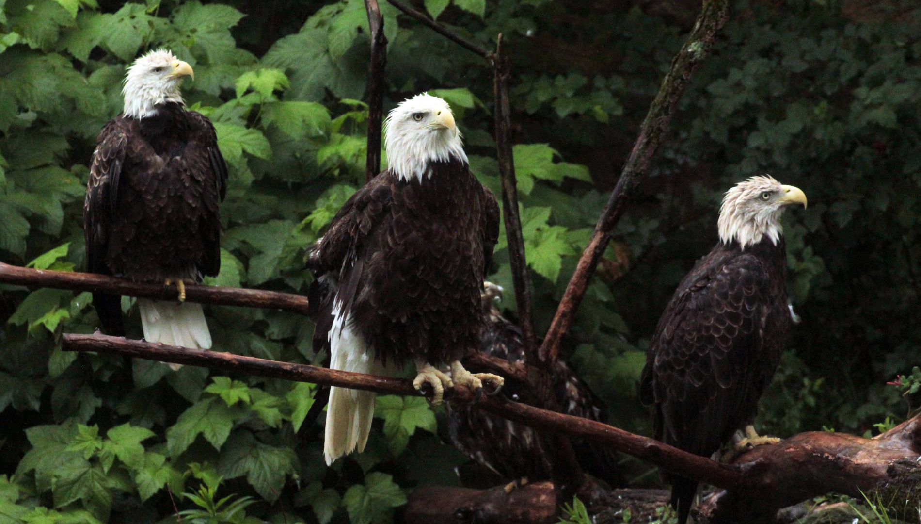 Jun. 2020 - All Four Bald Eagles