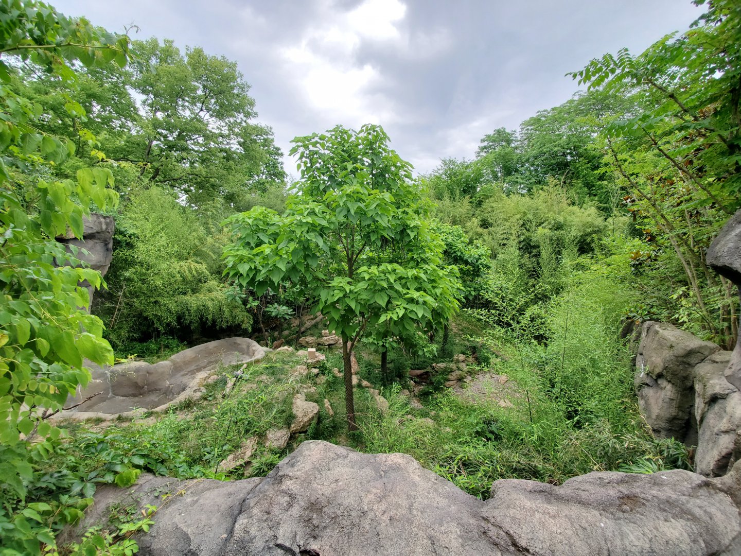 Jun. 2020 - Cat Canyon - First Malayan Tiger Exhibit (Find the Cat)