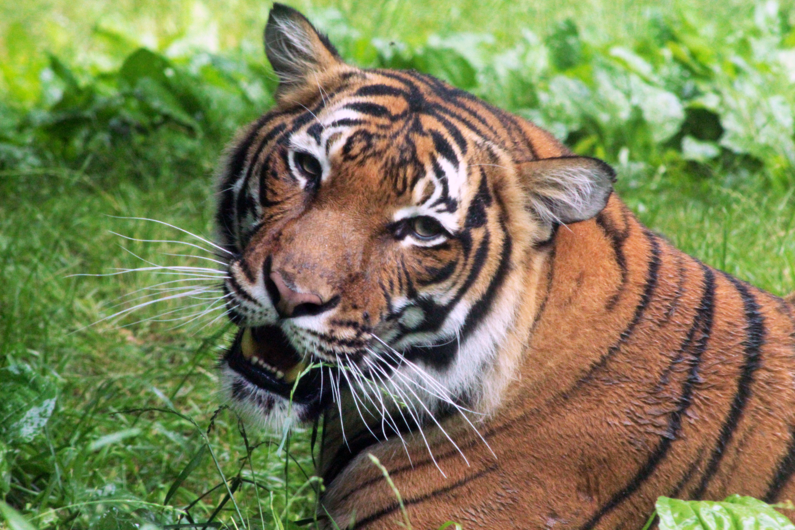 Jun. 2020 - Cat Canyon - Malayan Tiger