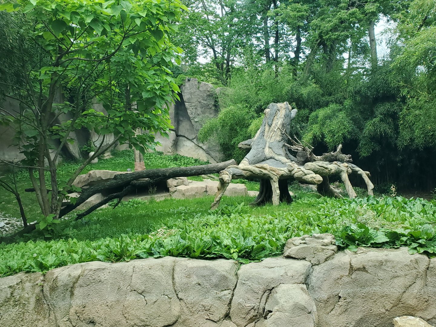 Jun. 2020 - Cat Canyon - Second Malayan Tiger Exhibit - New(ish) Climbing Structure