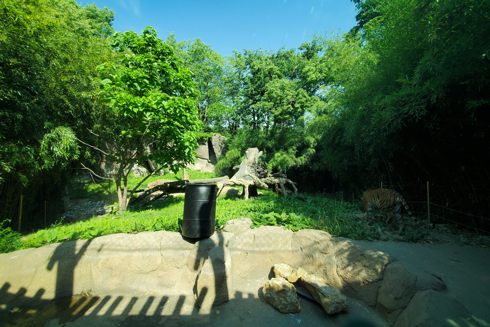 Jun. 2020 - Cat Canyon - Second Malayan Tiger Exhibit