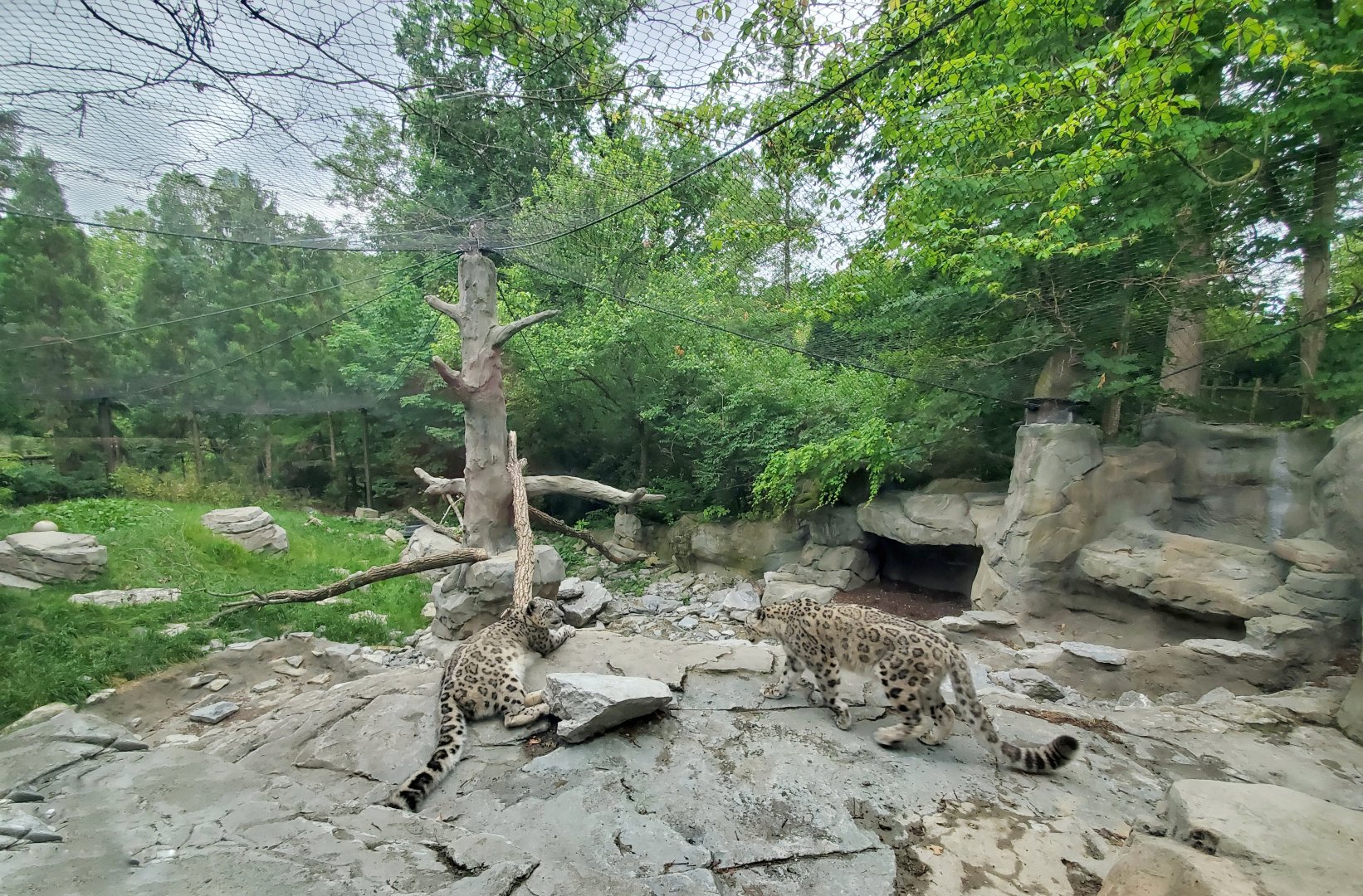 Jun. 2020 - Cat Canyon - Snow Leopard Exhibit