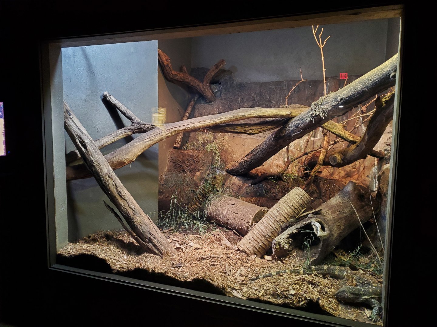 Jun. 2020 - Dragons! - Nile Monitor Exhibit