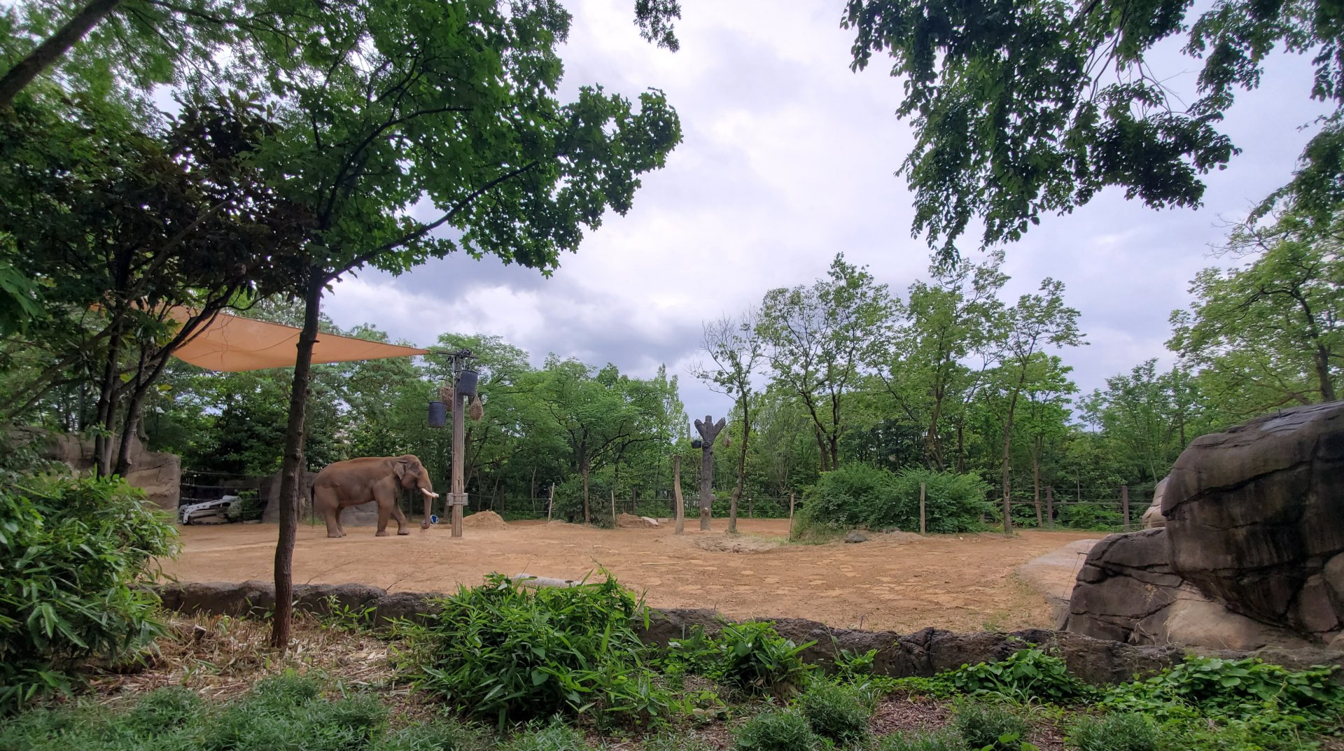 Jun. 2020 - Elephant Reserve - Right Indian Elephant Exhibit