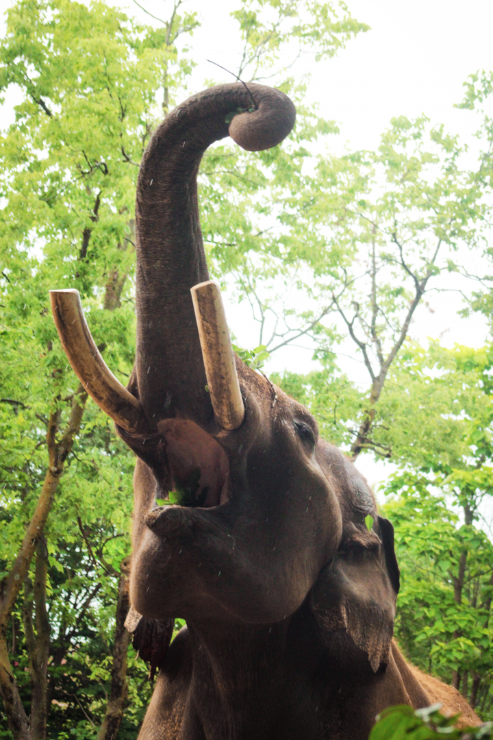 Jun. 2020 - Elephant Reserve - Sabu