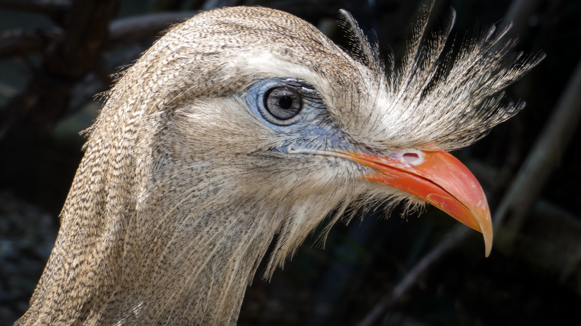 Jun. 2020 - Free Flight Aviary - Red-legged Seriema