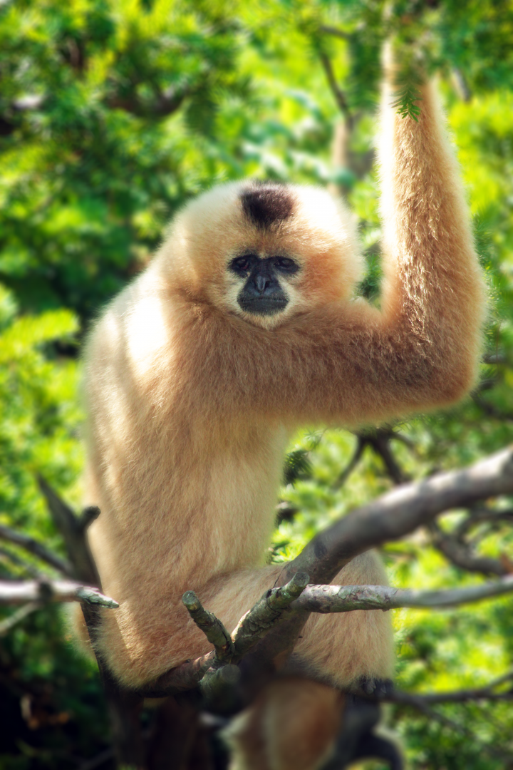 Jun. 2020 - Gibbon Islands - Buff-cheeked Gibbon