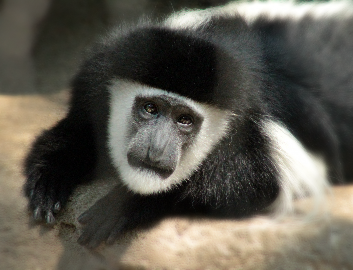 Jun. 2020 - Gorilla World - Eastern Black-and-White Colobus