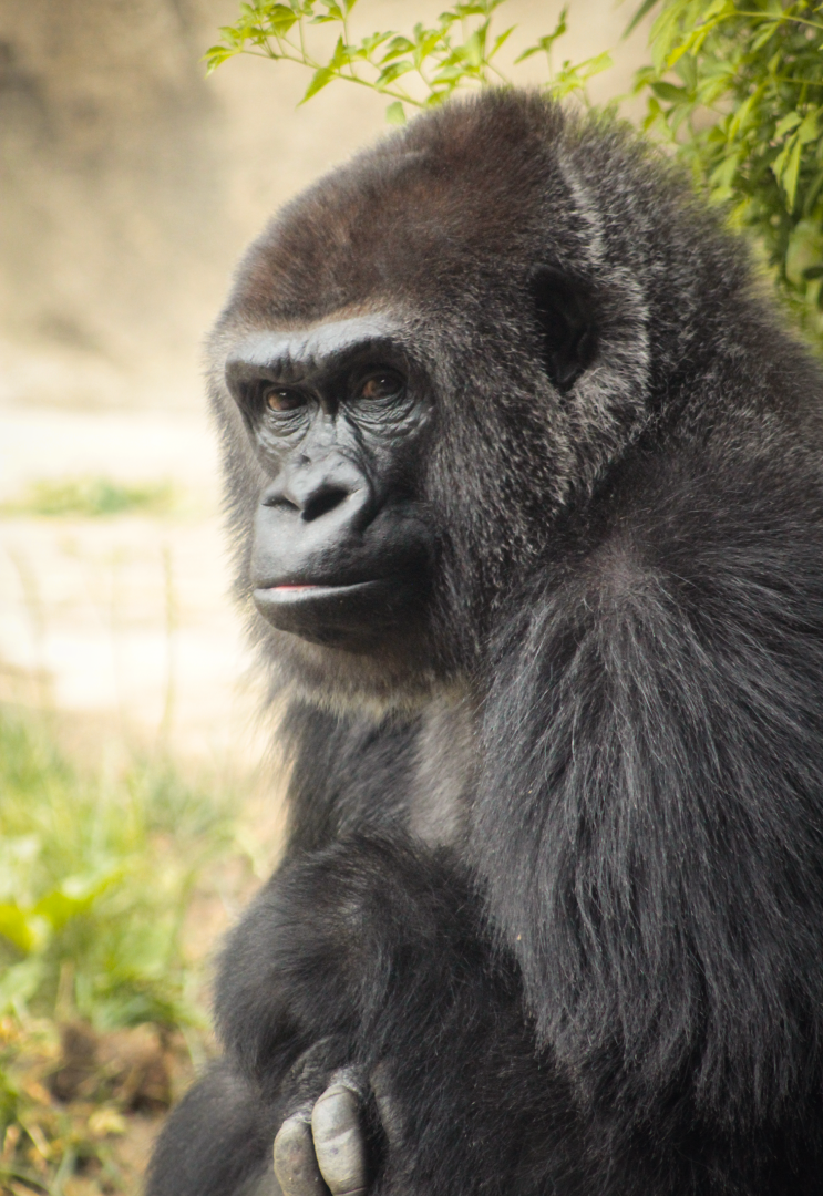 Jun. 2020 - Gorilla World - Mara