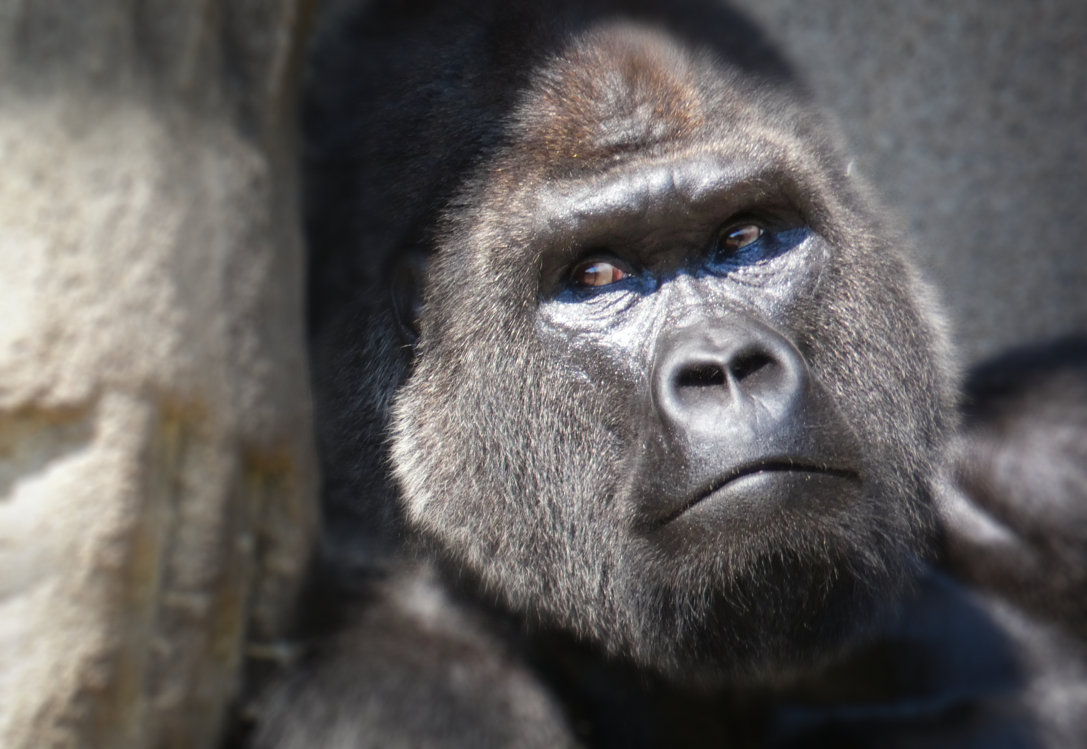 Jun. 2020 - Gorilla World - M'Shindi