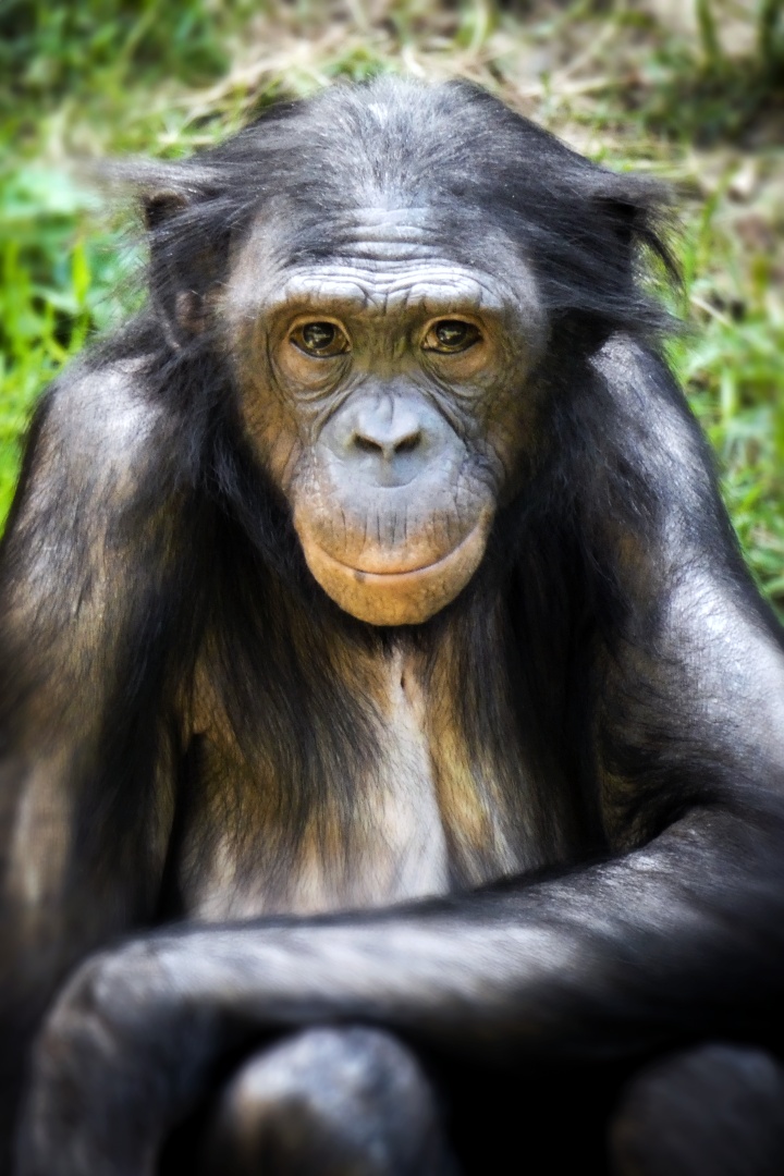 Jun. 2020 - Jungle Trails - Bonobo