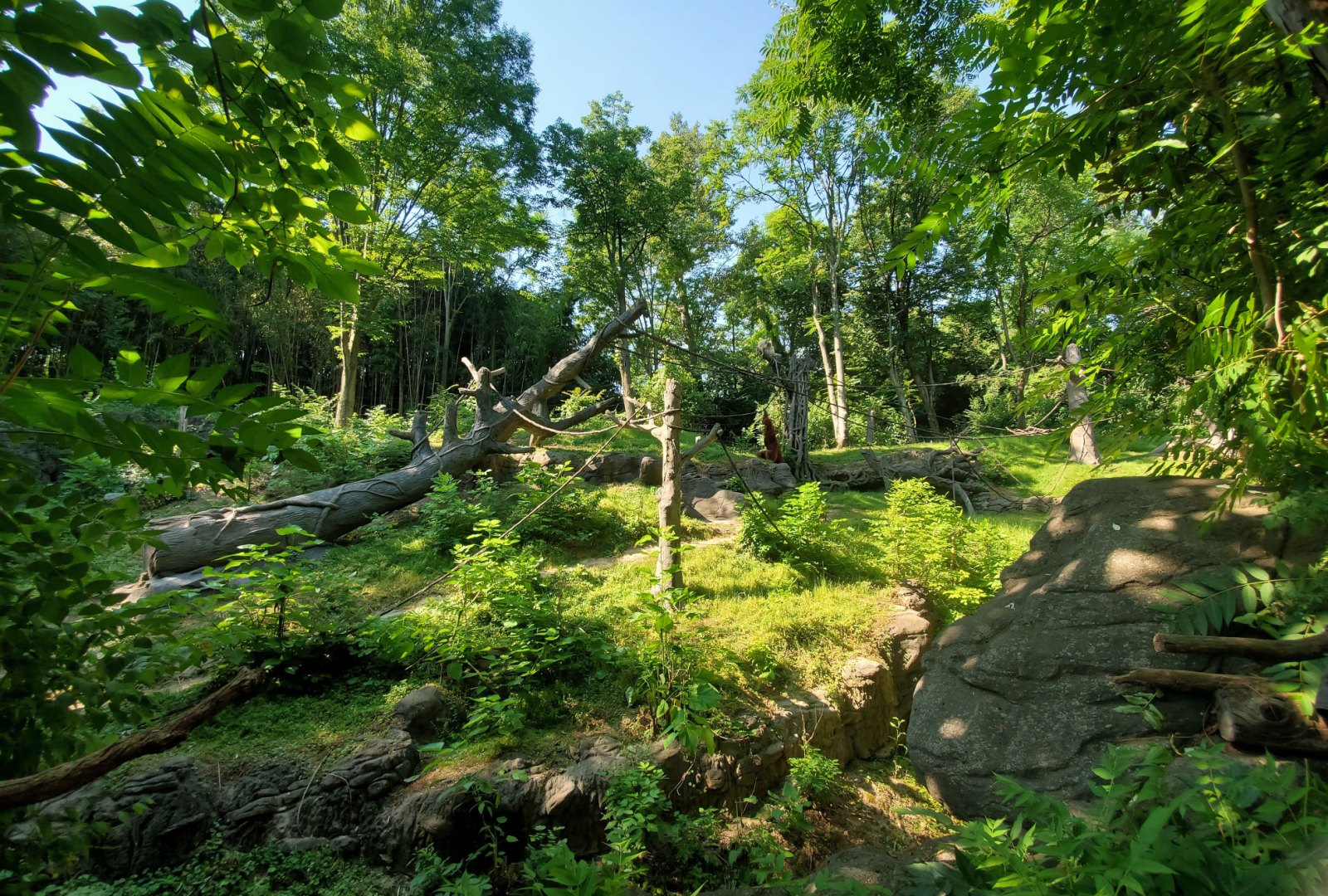 Jun. 2020 - Jungle Trails - Sumatran Orangutan/White-handed Gibbon Outdoor Exhibit
